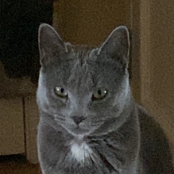 Meet your Posher, Torian - Picture 1 of 1